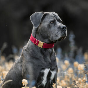Kentucky Dogwear Corduroy Dog Collar