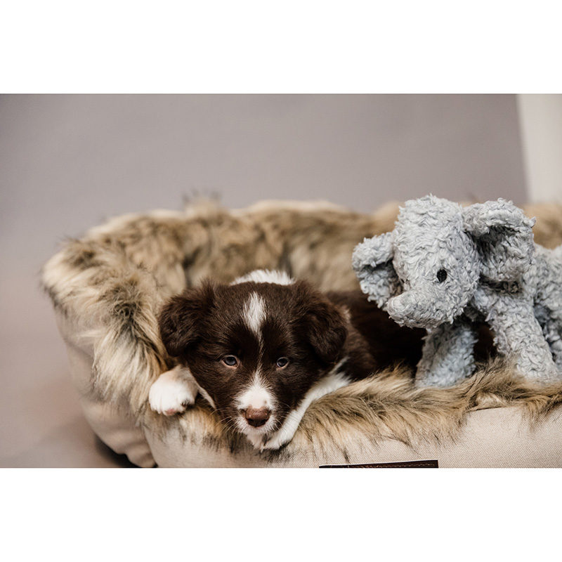 Kentucky Dogwear Dog Toy Elephant - Image 3