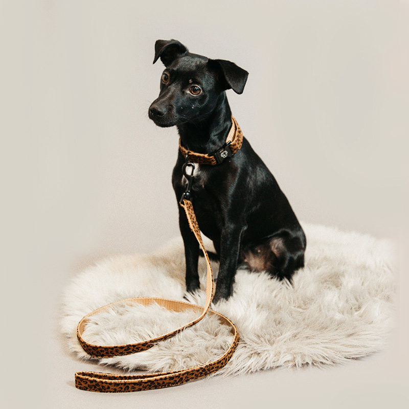 Kentucky Dogwear Leopard Print Dog Lead2Kentucky Dogwear Leopard Print Dog Lead 2