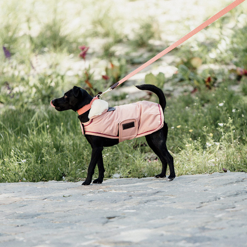 Kentucky Dogwear Waterproof Dog Coat 160g - Image 5