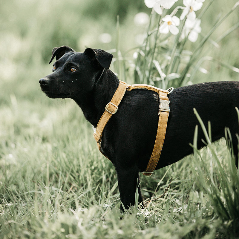 Kentucky Dogwear Velvet Dog Harness Loop
