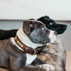Kentucky Dogwear Dog Collar Pearls Pair