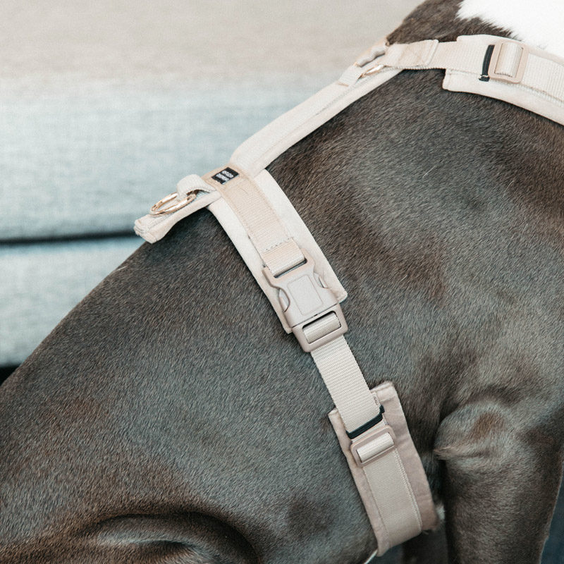 Kentucky Dogwear Active Dog Harness Velvet - Image 11