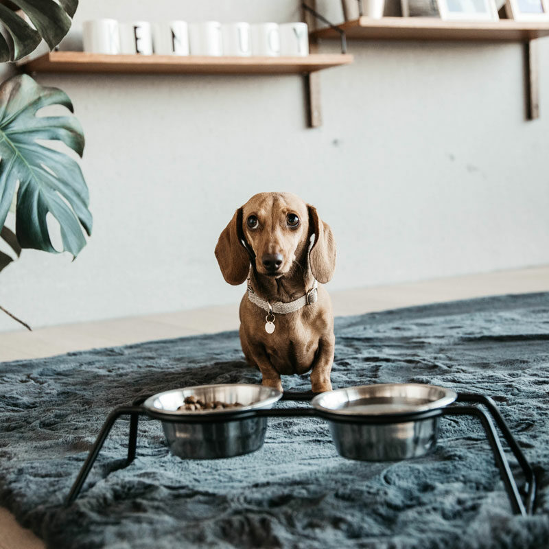 Kentucky Dogwear Dog Bowl Comfort Feeder - Image 2
