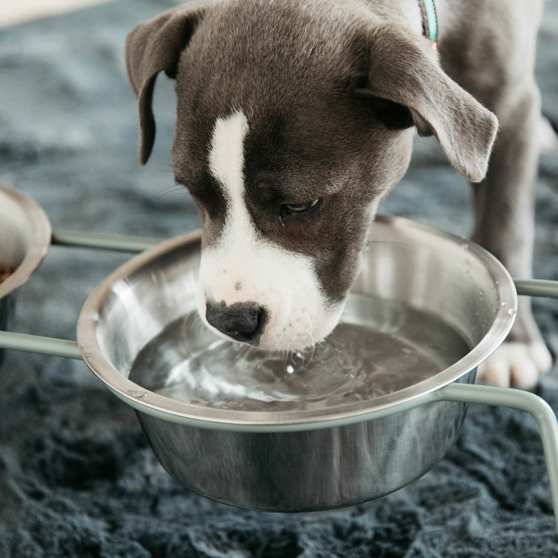 Kentucky Dogwear Dog Bowl Comfort Feeder - Image 4