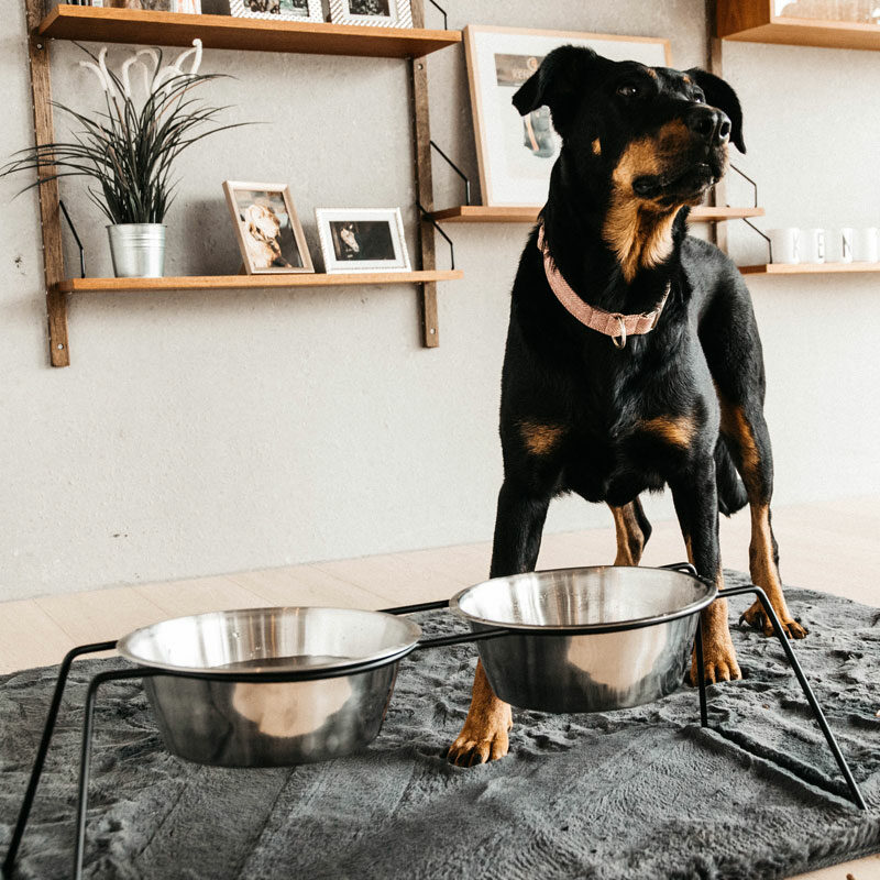 Kentucky Dogwear Dog Bowl Comfort Feeder - Image 7
