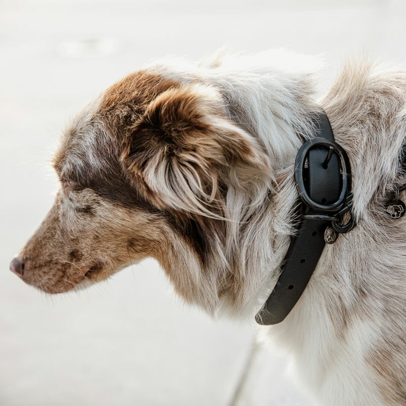 Kentucky Dogwear Rubber Dog Collars - Image 7