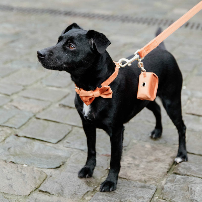 Kentucky Dogwear Velvet Dog Bow Tie - Image 4