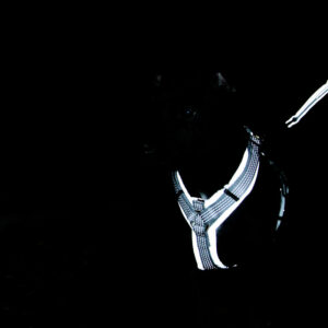 Kentucky Dogwear Reflective Dog Harness 4