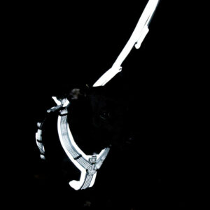 Kentucky Dogwear Reflective Dog Harness 5