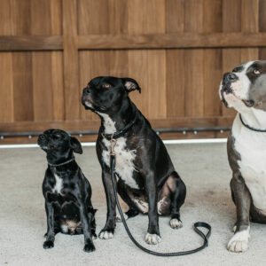 Dy'on Braided Dog Lead