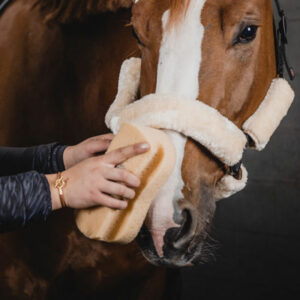 Horse Care Sponge