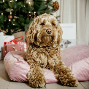 Kentucky Dogwear Velvet Dog Bed Pillow