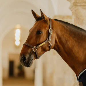 Kentucky Horsewear Leather Halter Wellington